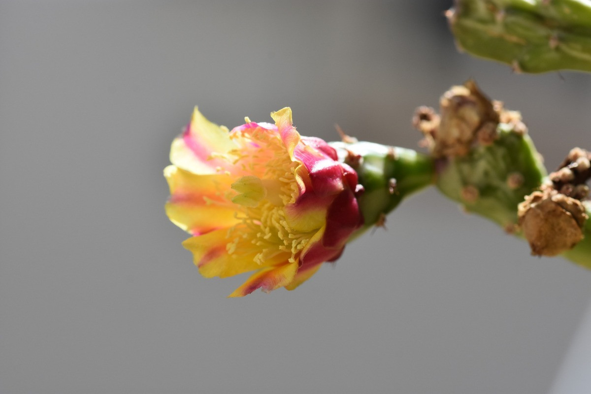 Opuntia monacantha var. variegata