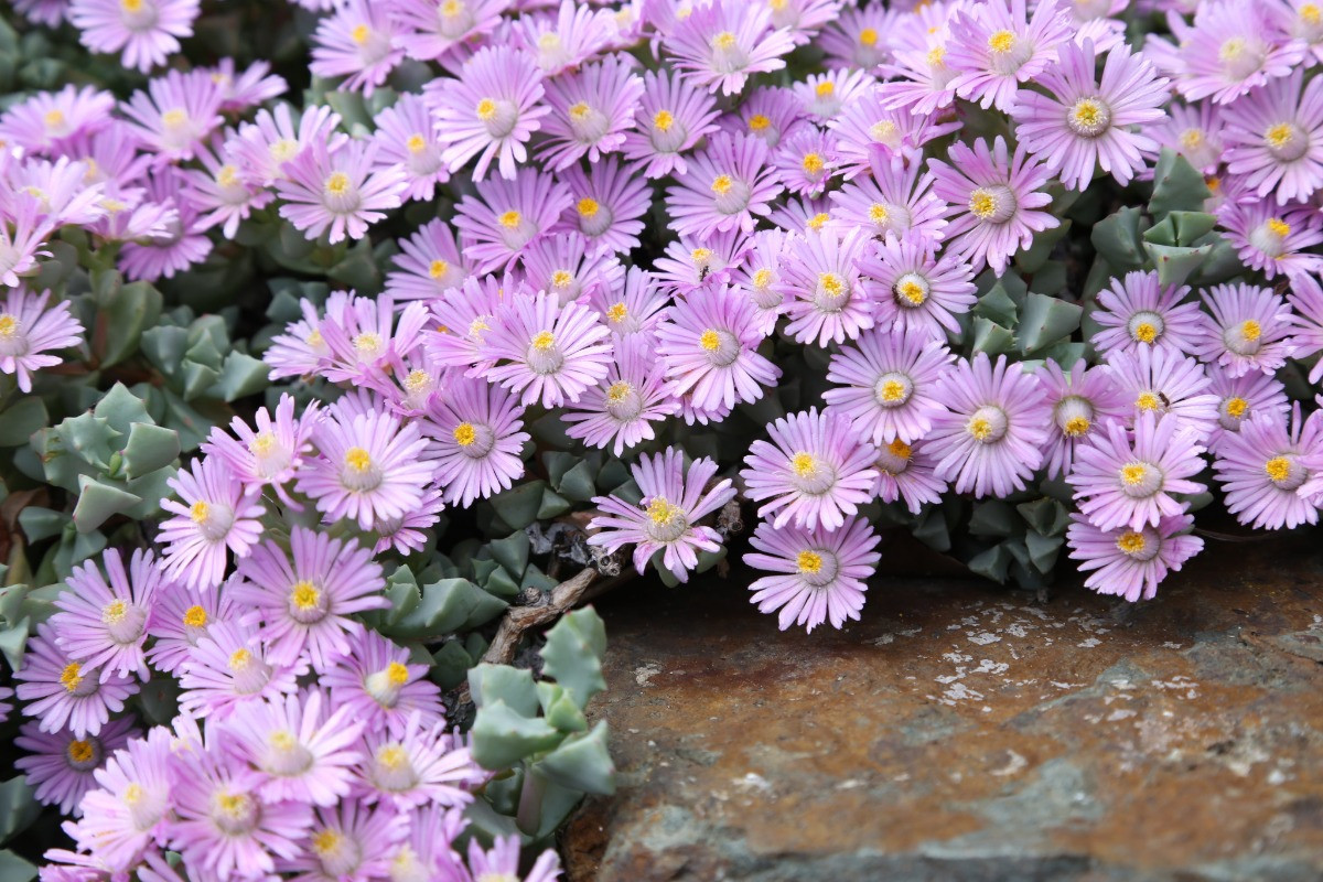 Oscularia deltoides bakımı