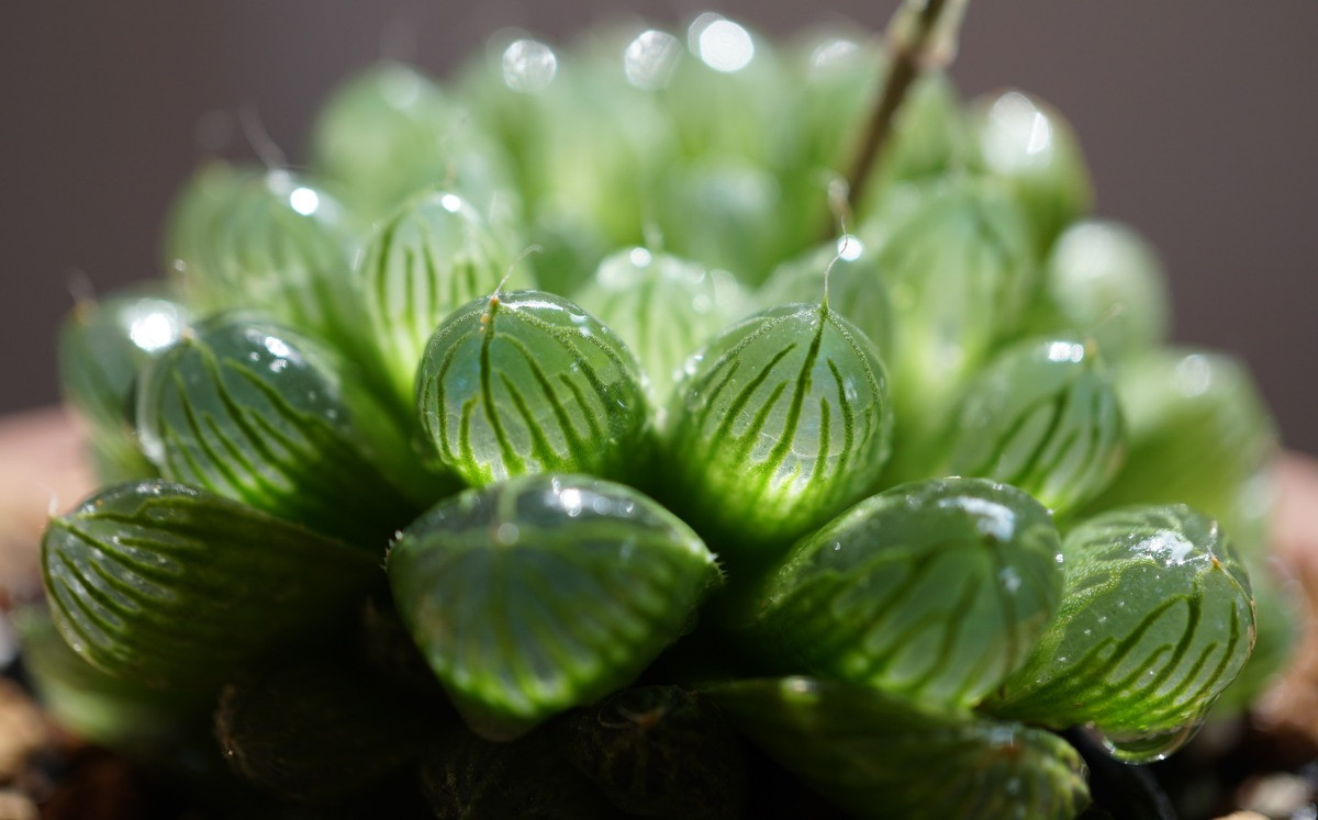 haworthia cooperi bakımı 