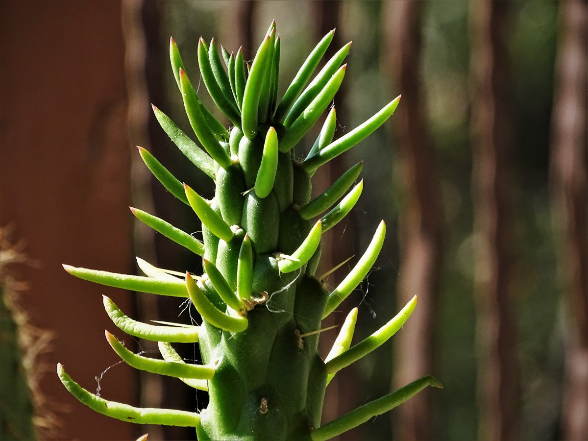 opuntia subulata bakımı