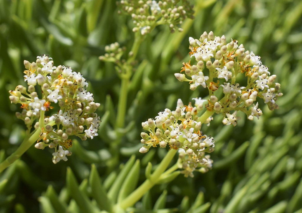 Crassula tetragona bakımı