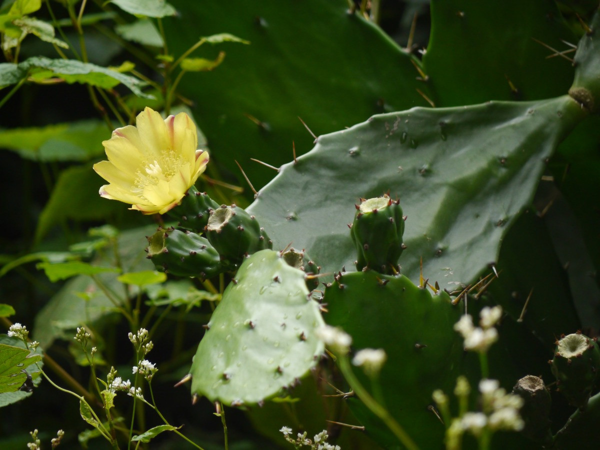 opuntia monacantha bakımı