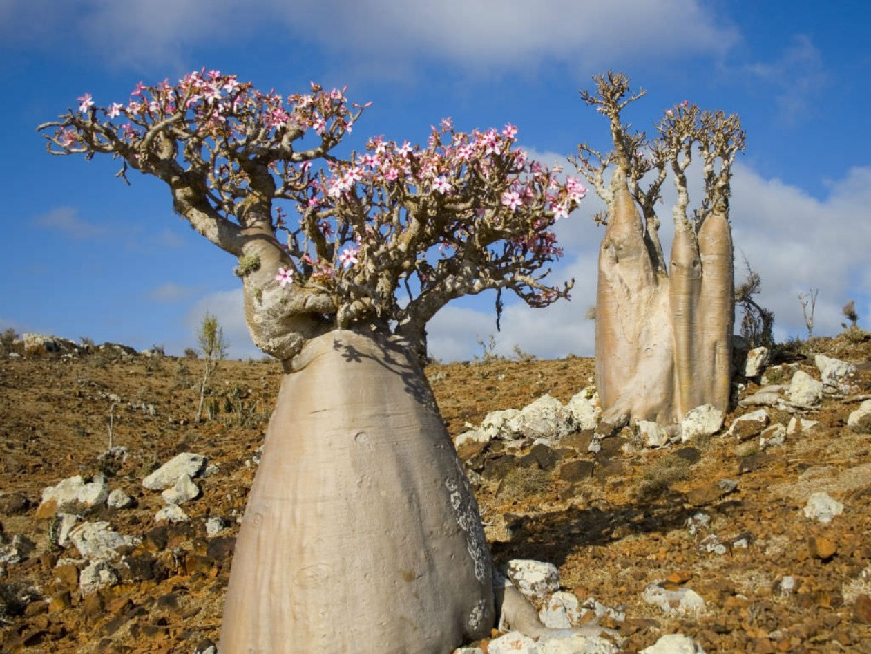 Adenium bakımı