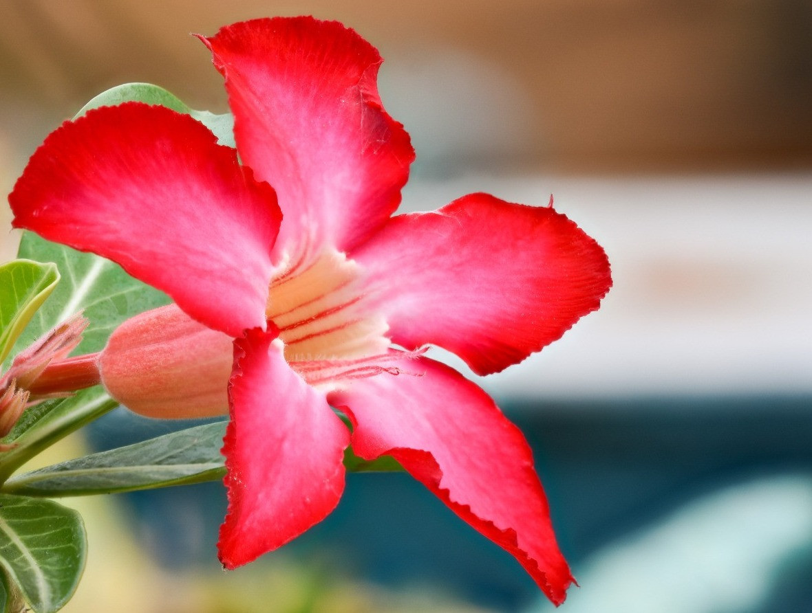 Adenium Çiçeği