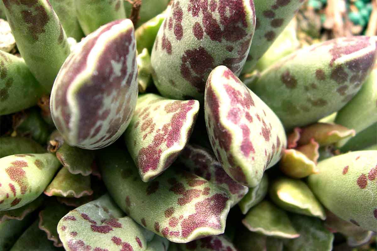 Adromischus bakımı