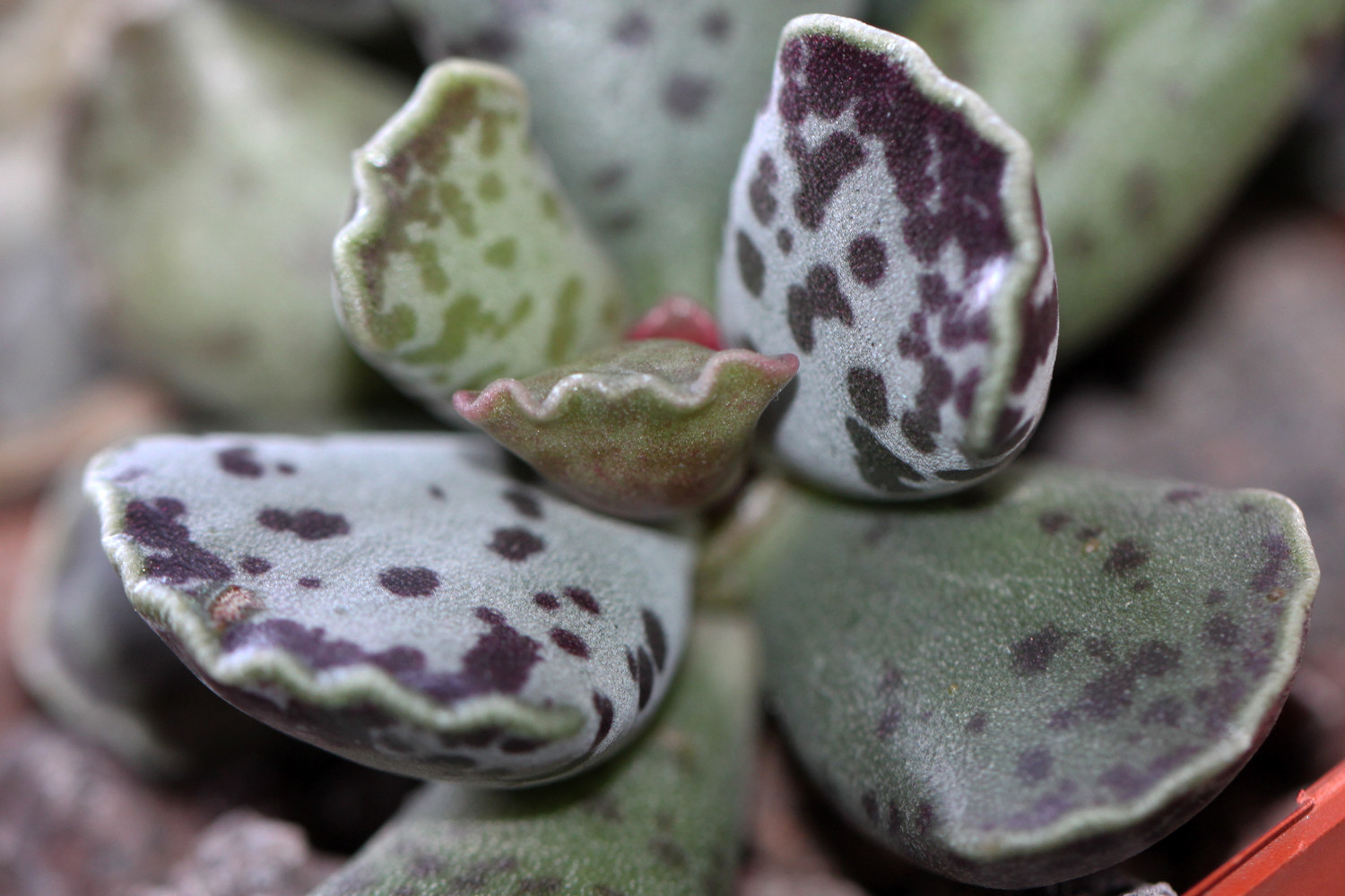 Adromischus cooperi Bakımı