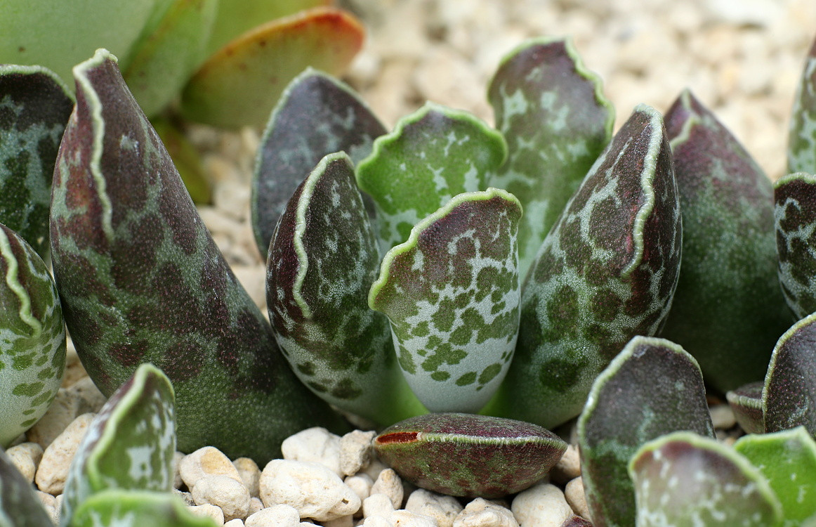 Adromischus cooperi Bakımı