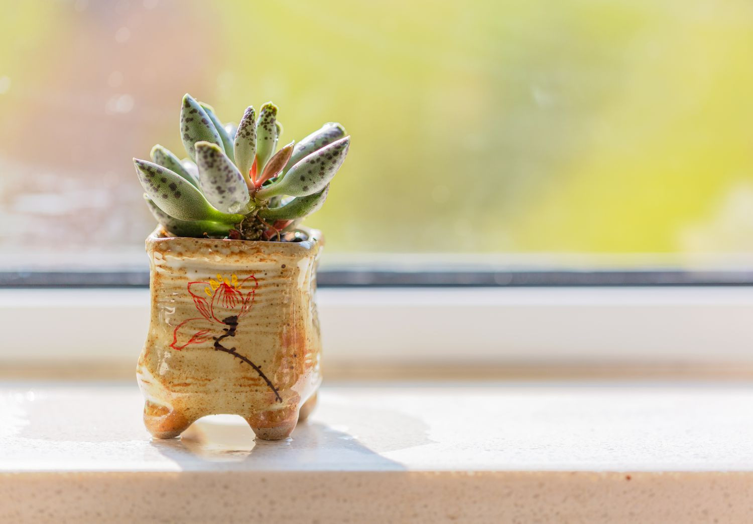 Adromischus Bakımı