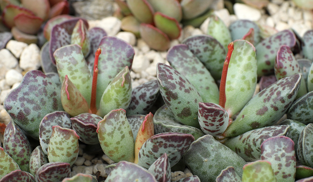 Adromischus cooperi Bakımı