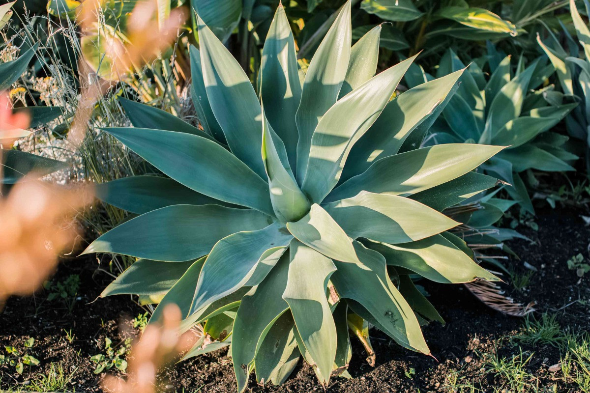 Agave Bakımı