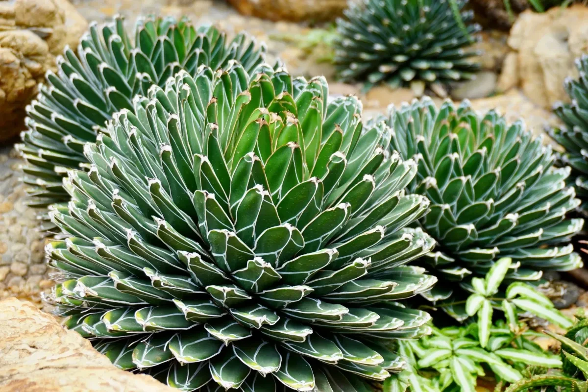 Agave Bakımı
