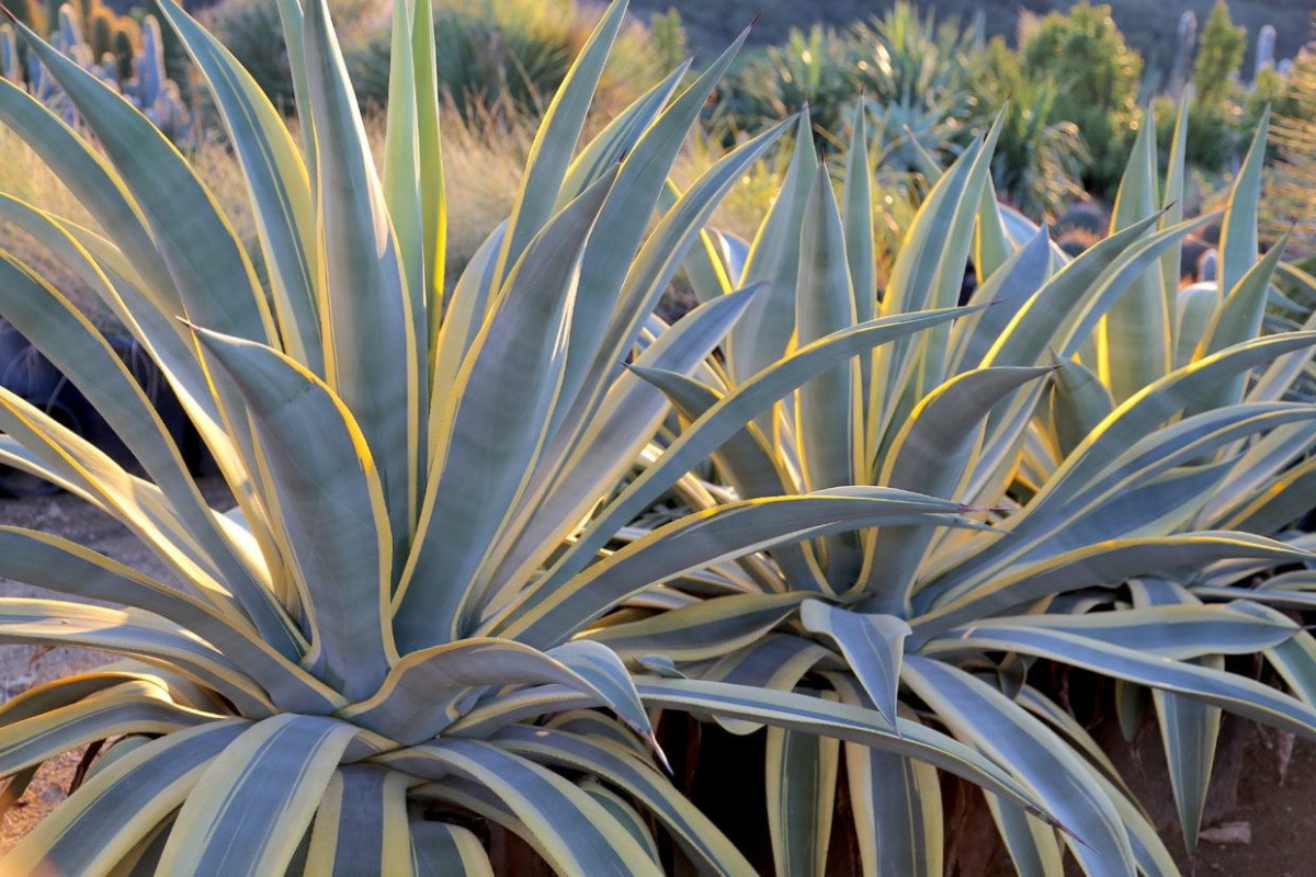 Agave Bakımı