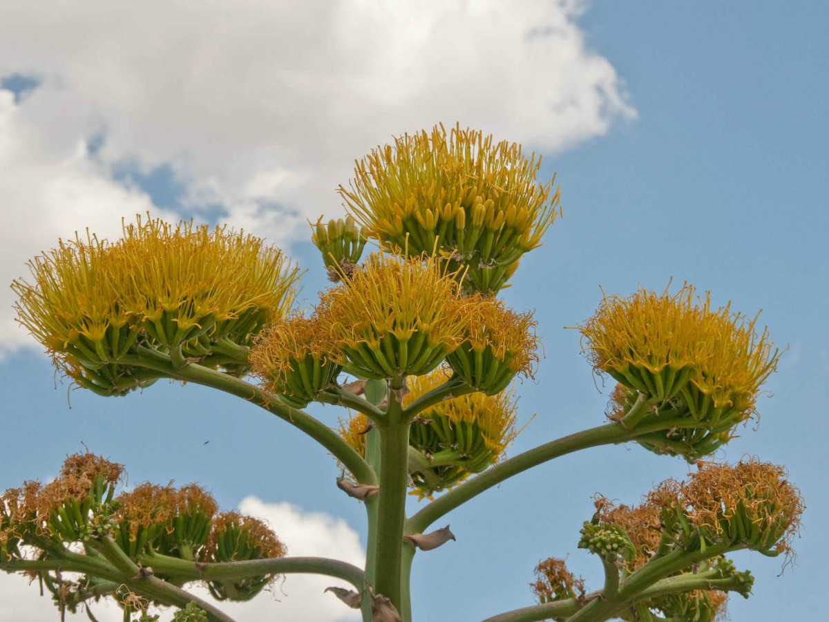 agave bakımı