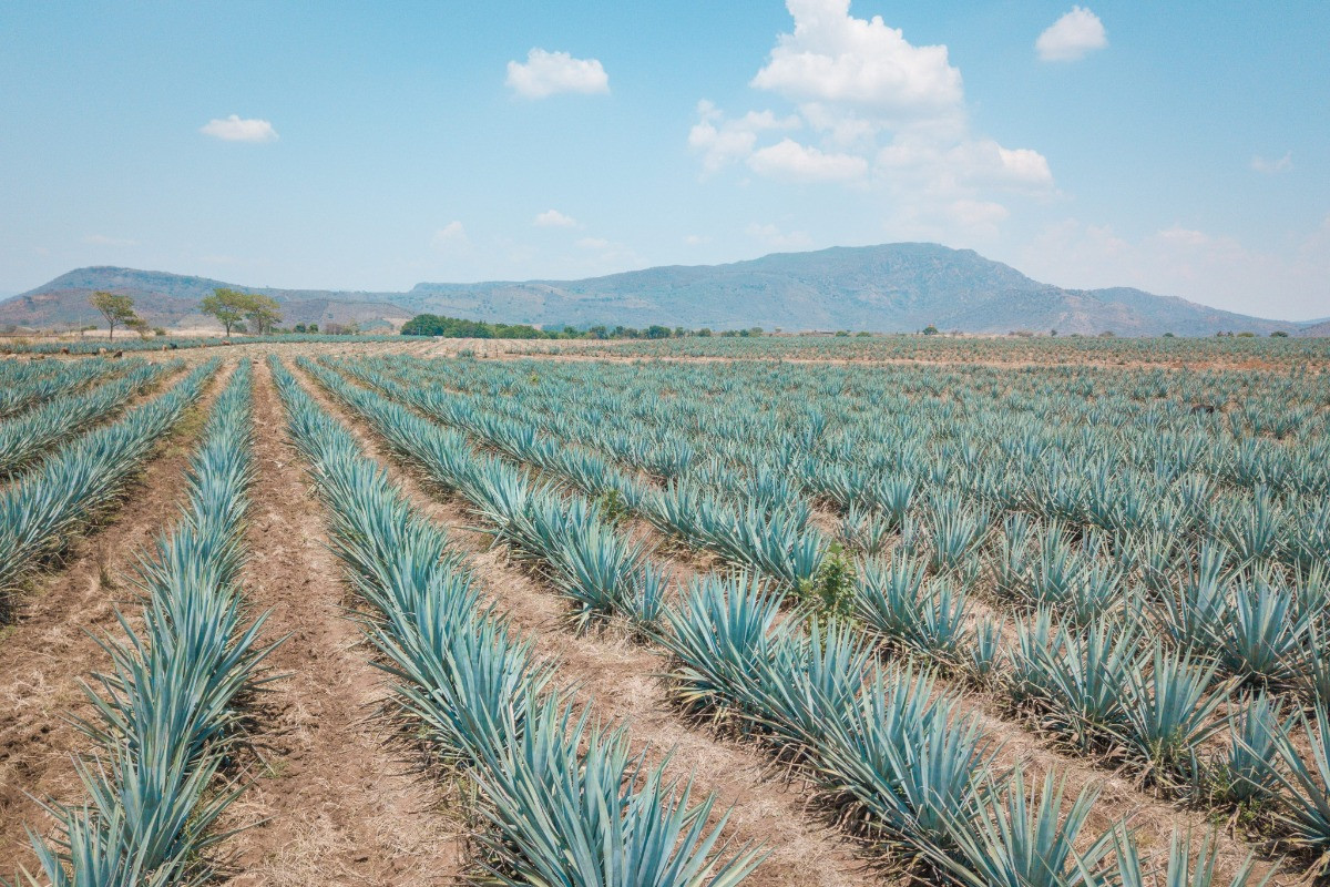 agave bakımı