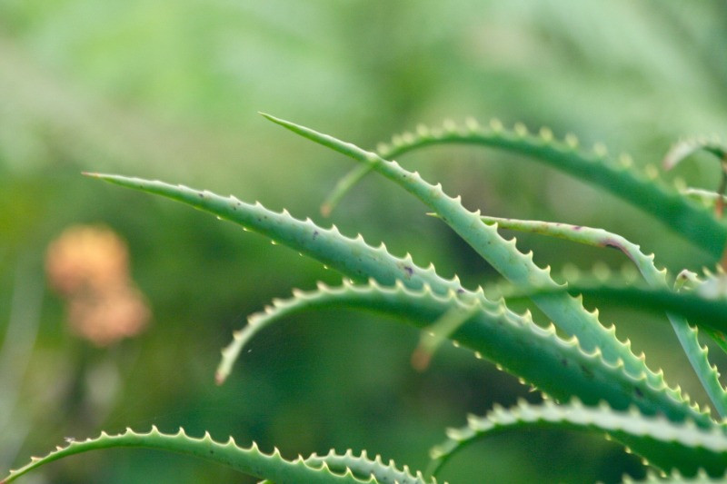 Aloe vera bakımı