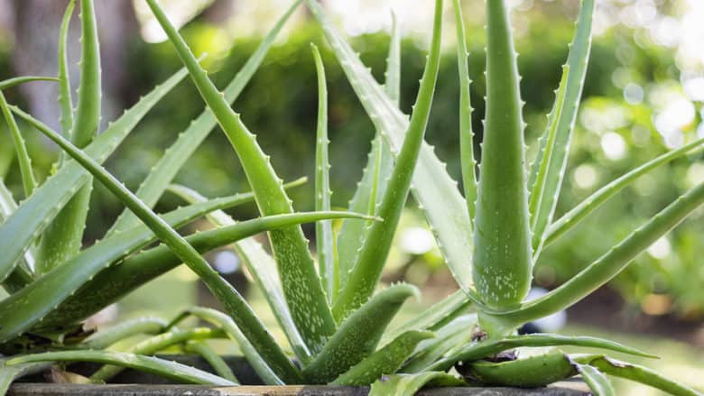 Aloe Vera Bakımı