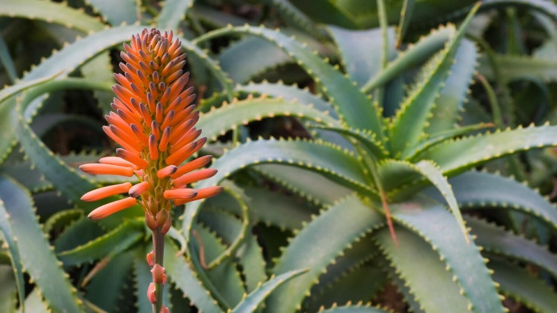Aloe Vera Çiçeği