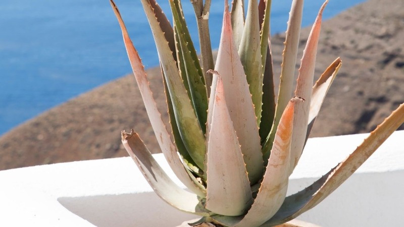 Aloe vera hastalık