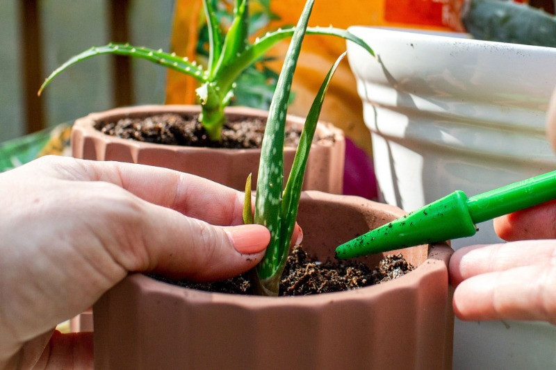 Aloe vera üretimi