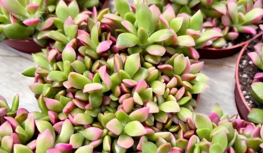Anacampseros rufescens bakımı