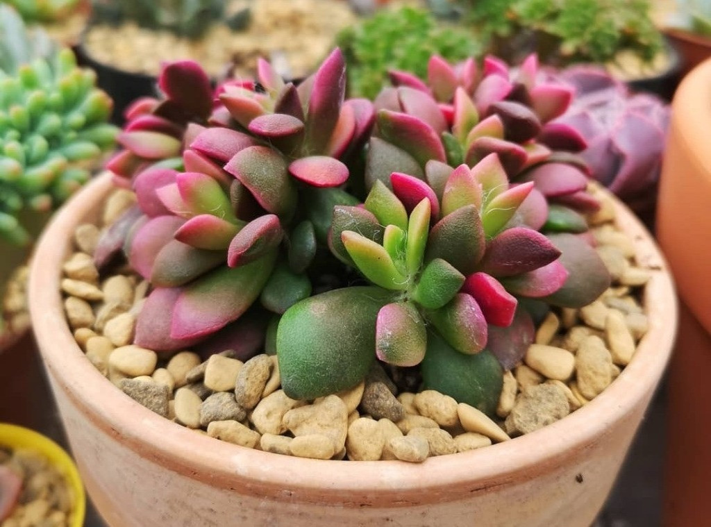 Anacampseros rufescens bakımı