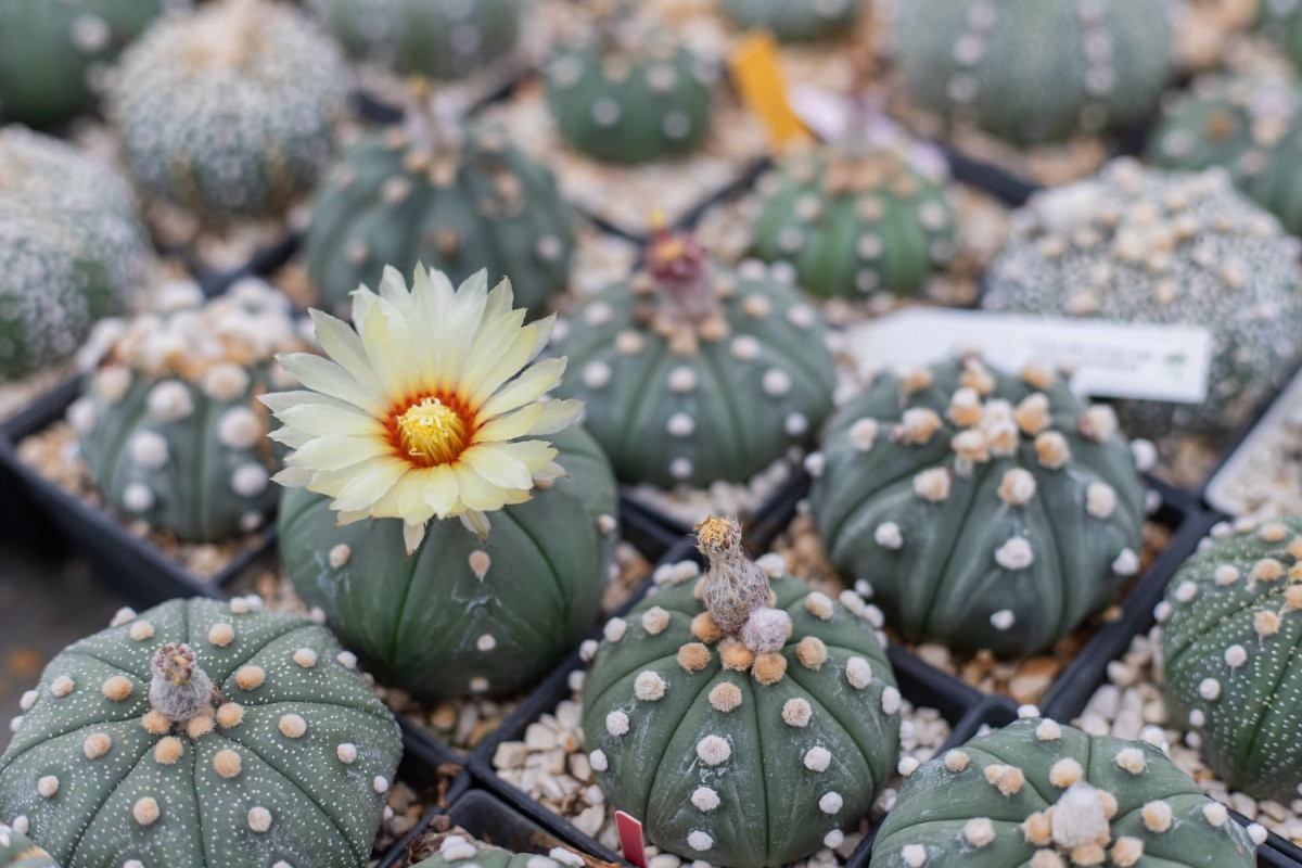 Astrophytum asterias Bakımı