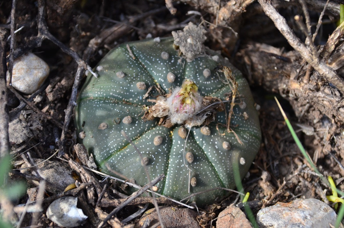 Astrophytum asterias Bakımı