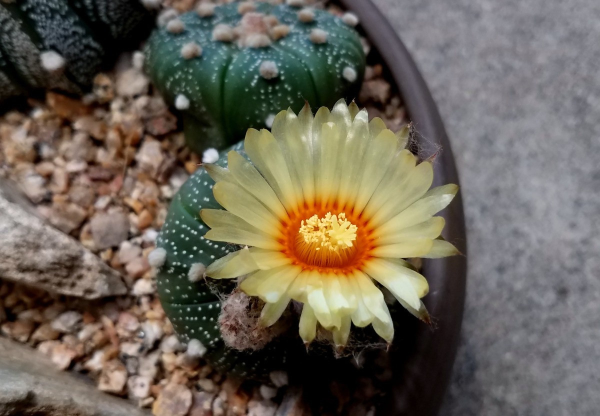 Astrophytum asterias Bakımı