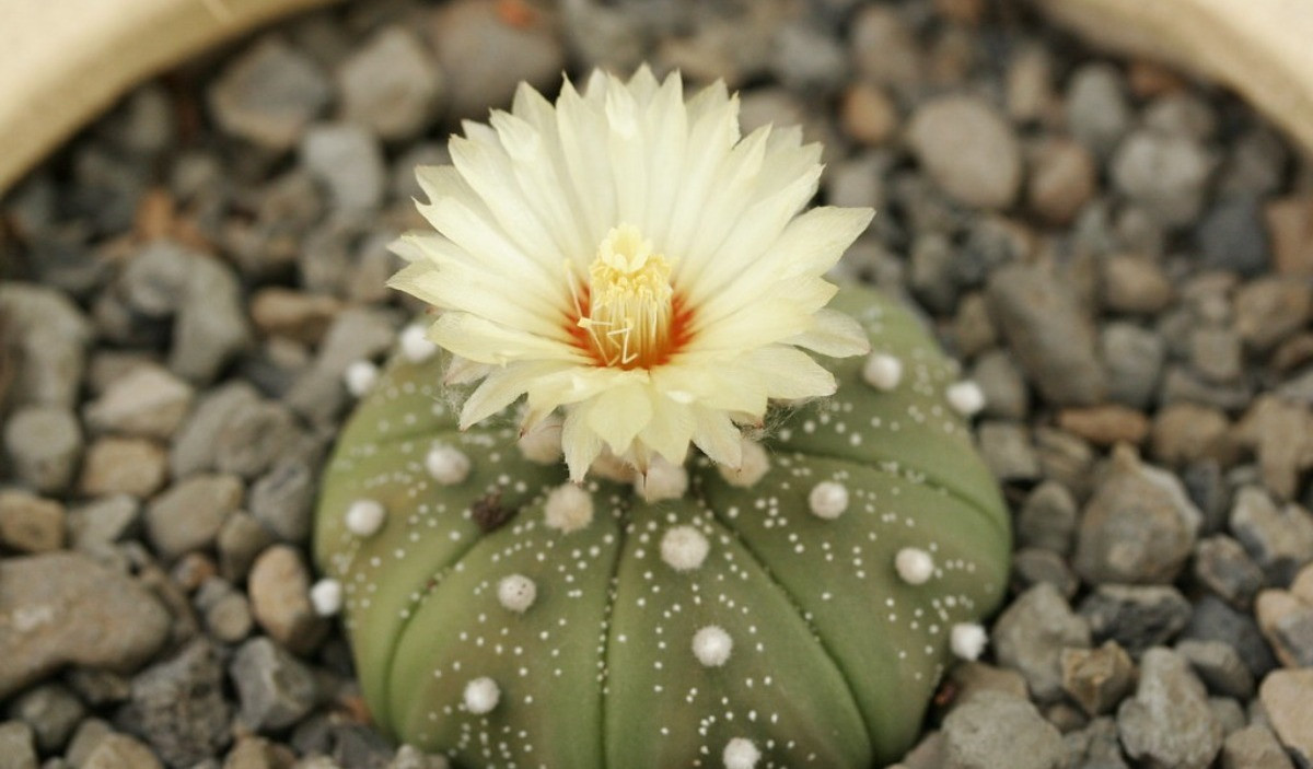 Astrophytum asterias Bakımı