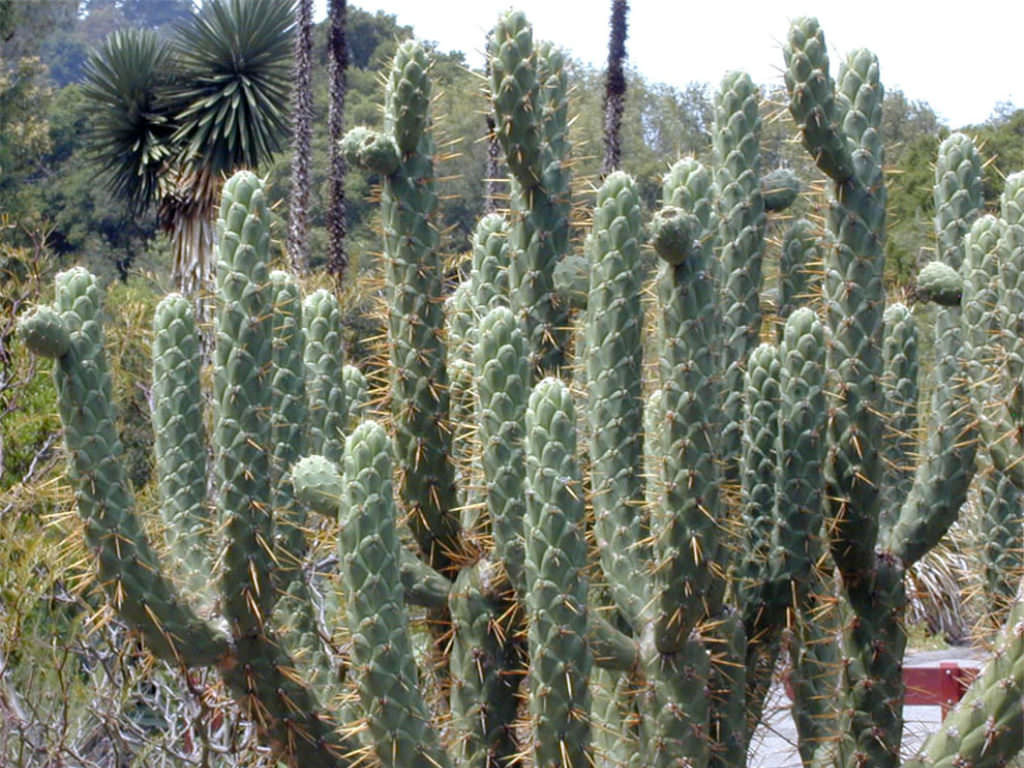 Austrocylindropuntia cylindrica Bakımı