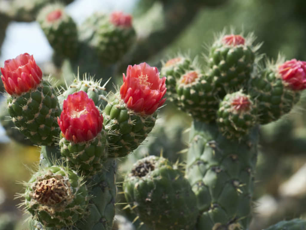 Austrocylindropuntia cylindrica Bakımı