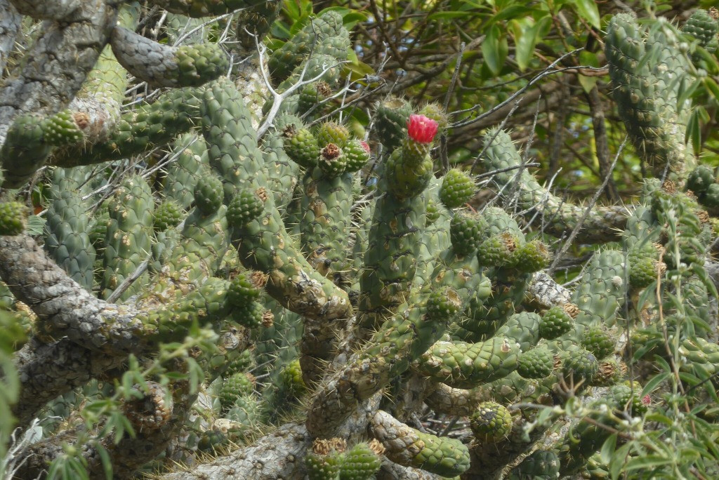 Austrocylindropuntia cylindrica Bakımı