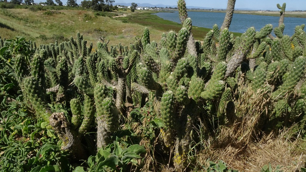 Austrocylindropuntia cylindrica Bakımı