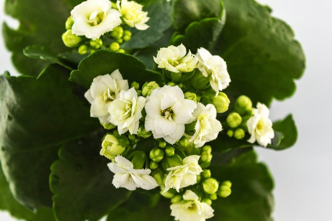 Beyaz kalanşo çiçeği
