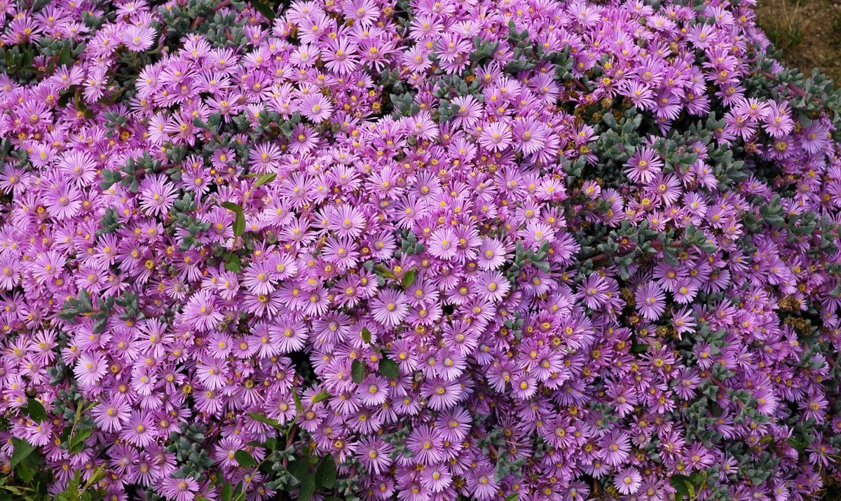 Oscularia deltoides bakımı