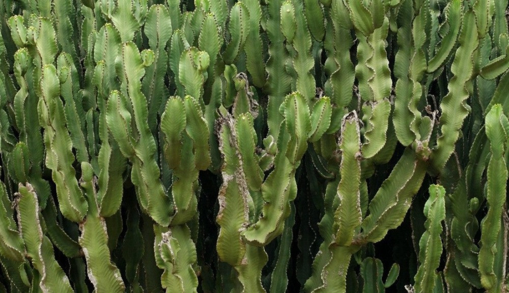 Euphorbia bakımı