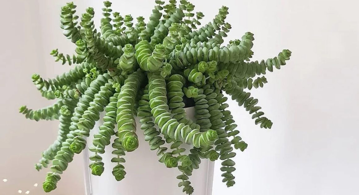 Crassula marnieriana bakımı