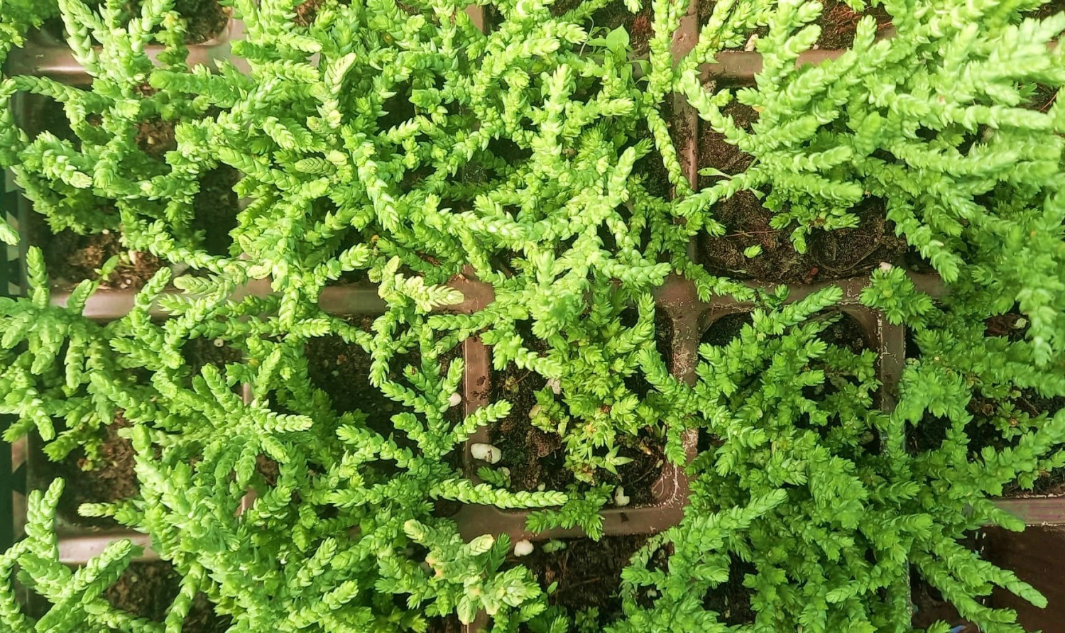 crassula bakımı