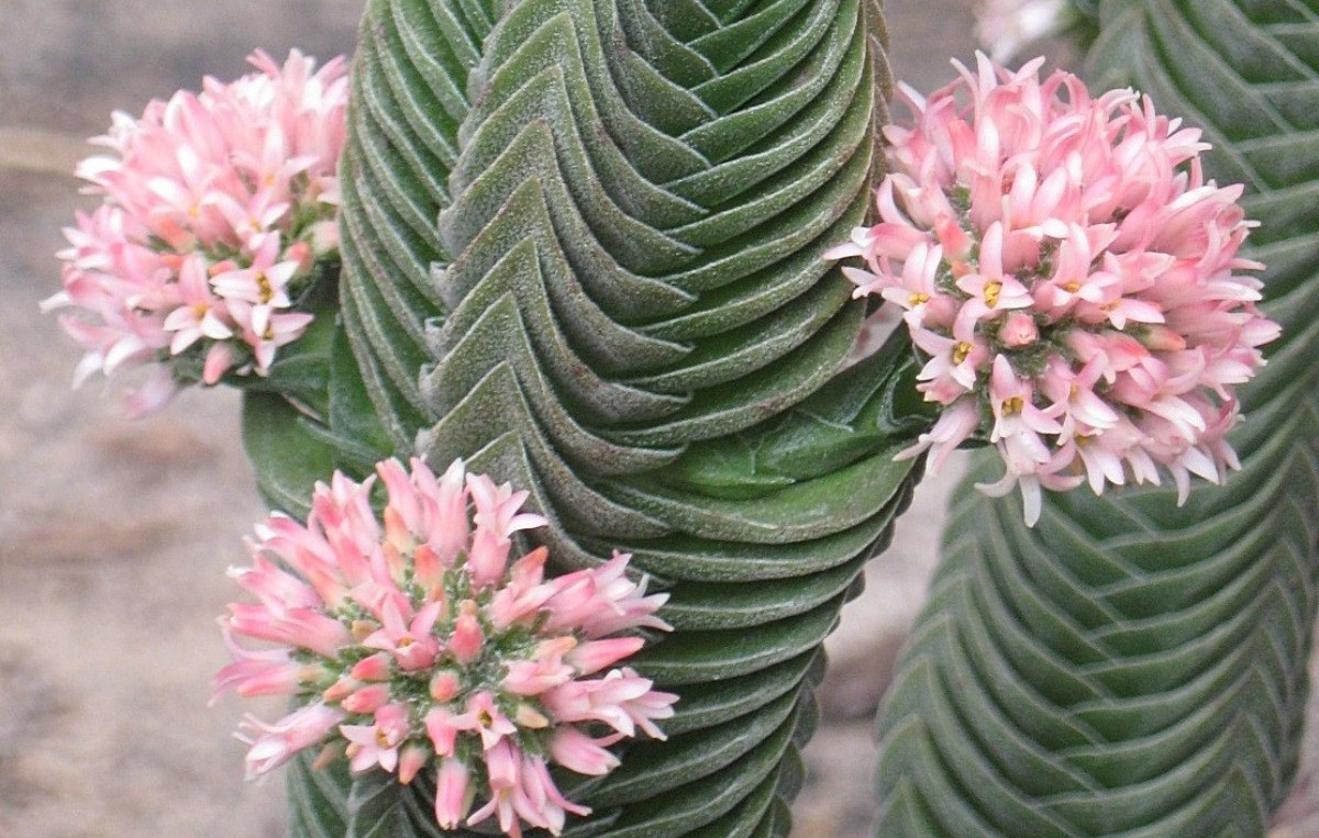 Crassula Buddha's Temple