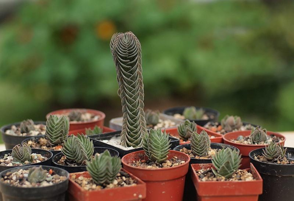 Crassula Buddha's Temple