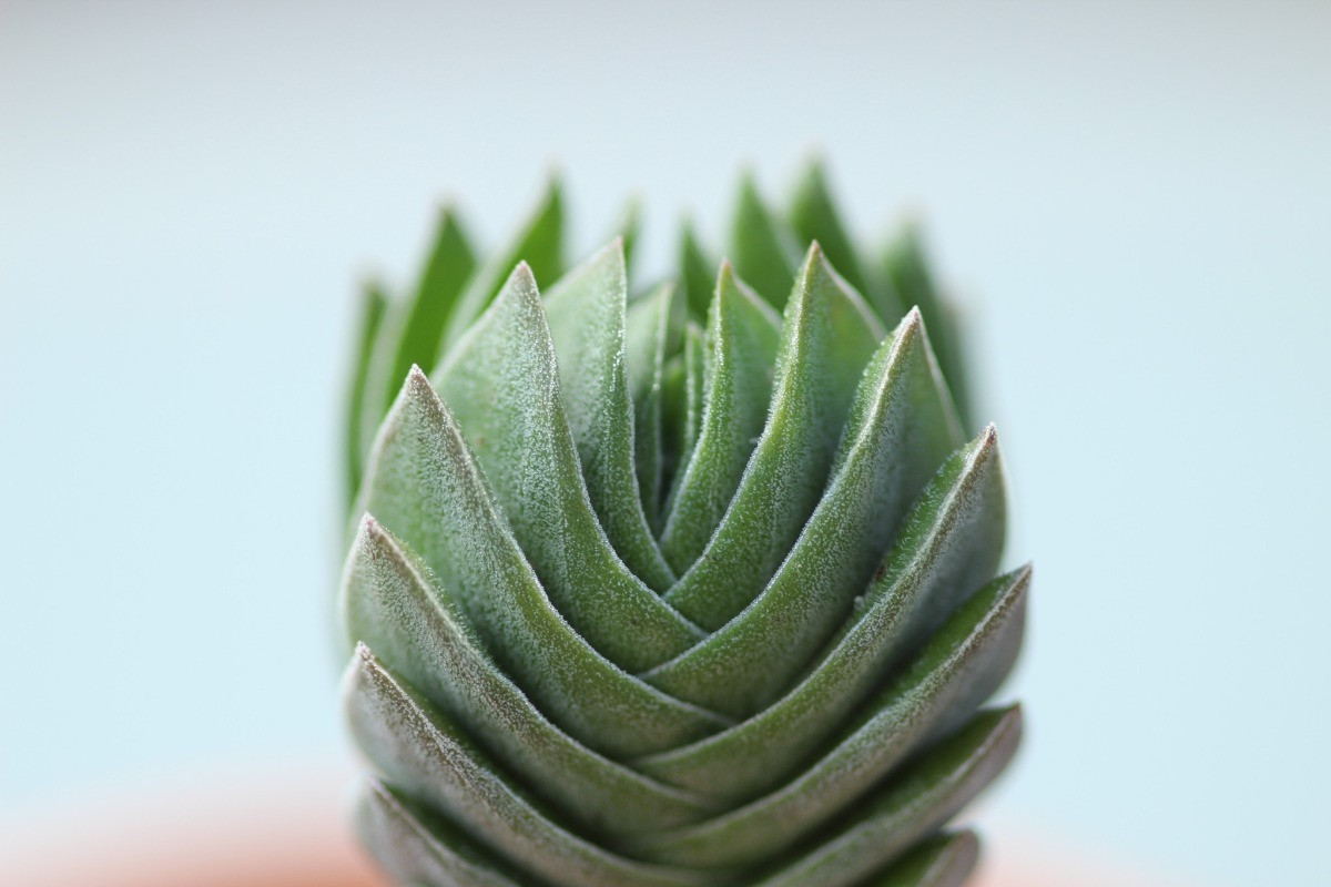 Crassula Buddha's Temple