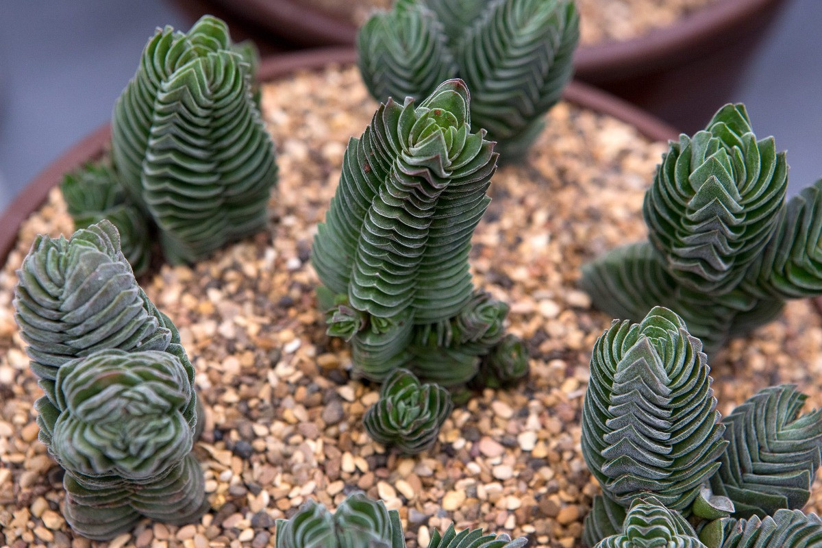 Crassula Buddha's Temple