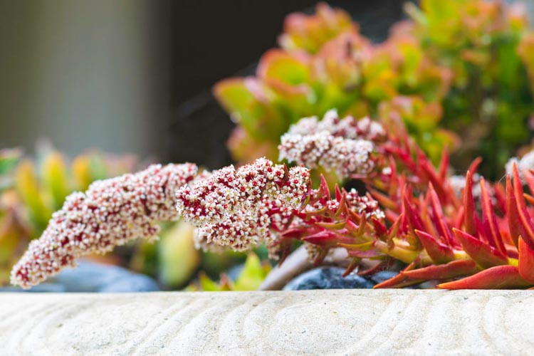 Crassula campfire bakımı