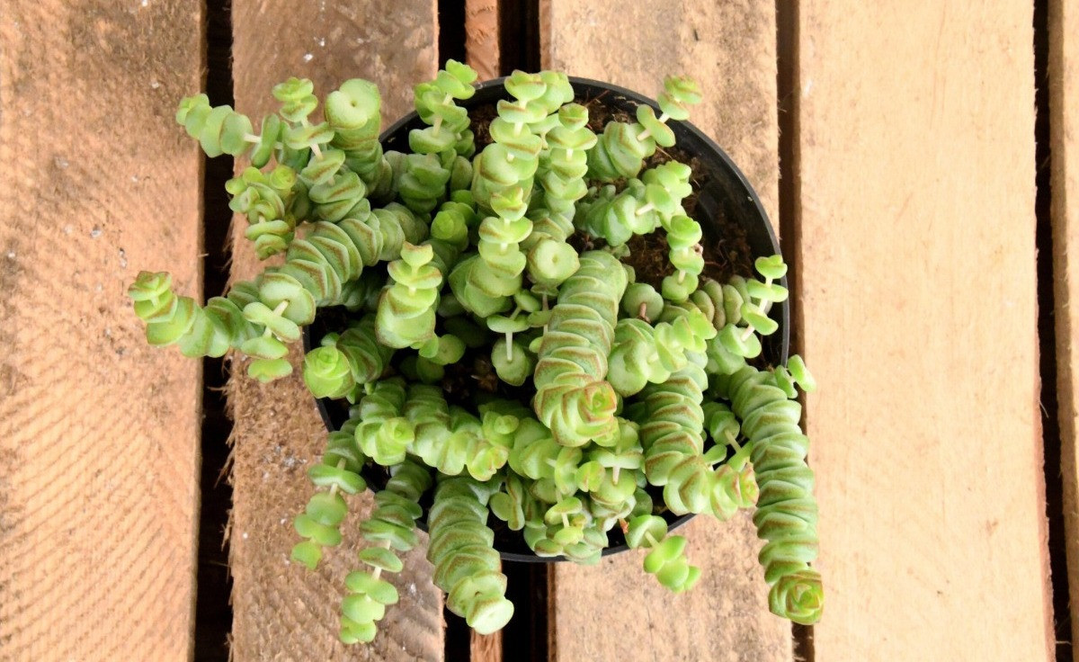 Crassula marnieriana bakımı