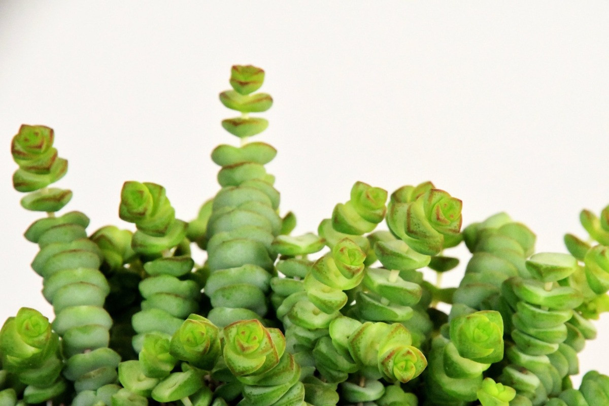 Crassula marnieriana bakımı