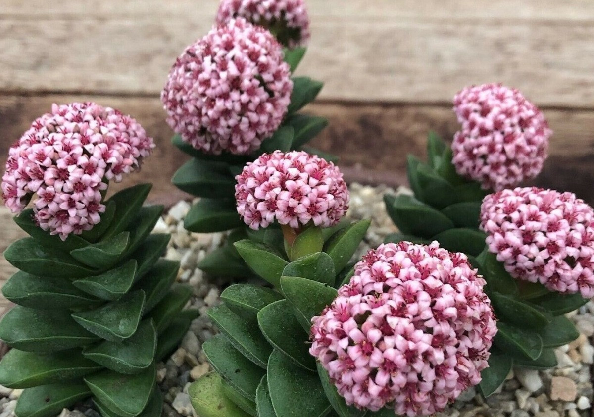 Crassula Springtime bakımı