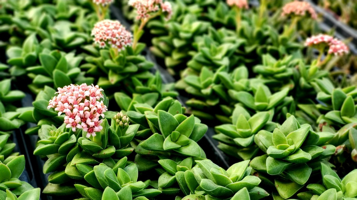 Crassula Springtime bakımı