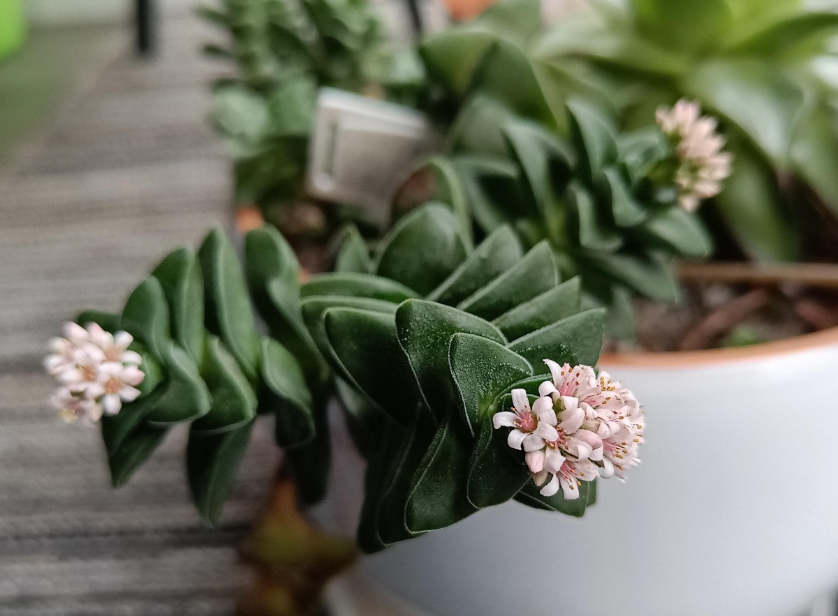 Crassula Springtime bakımı