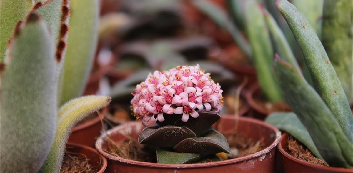 Crassula Springtime bakımı