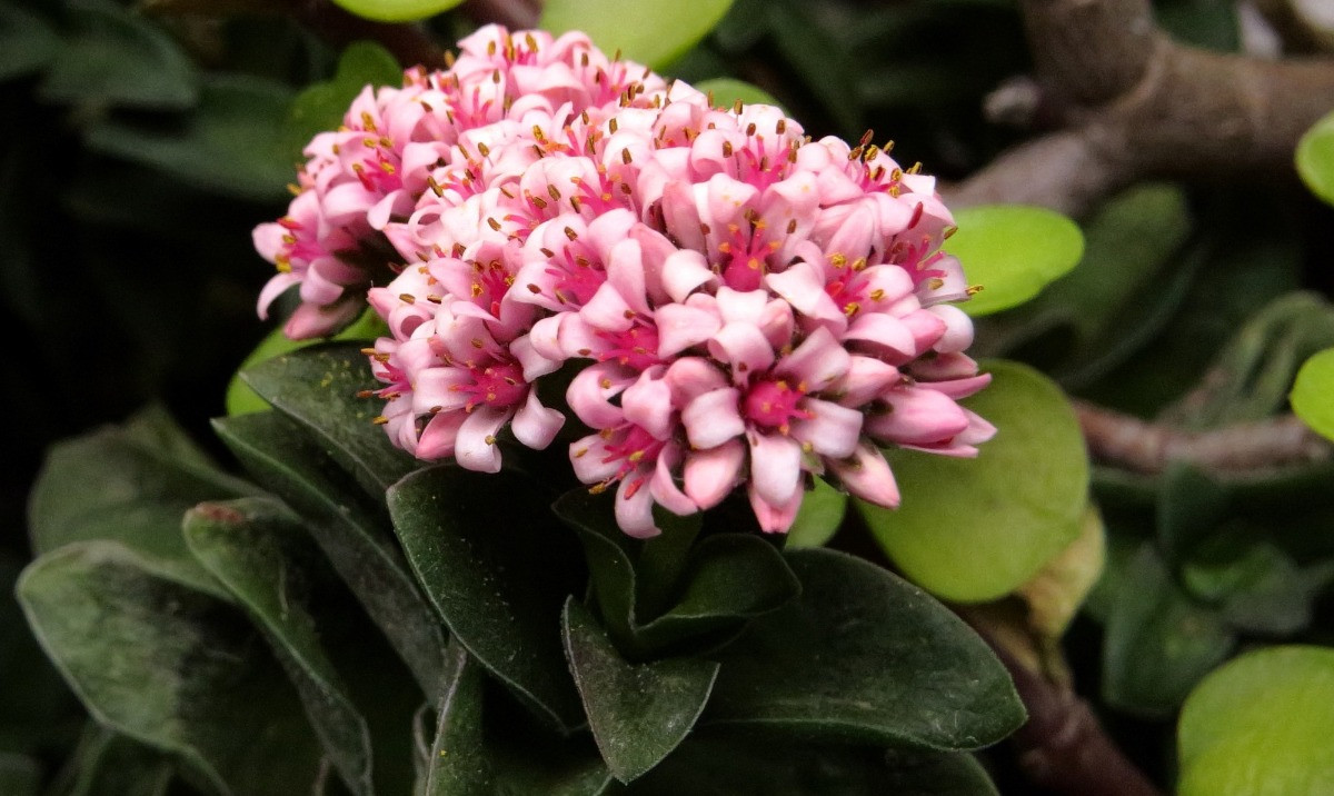 Crassula Springtime bakımı